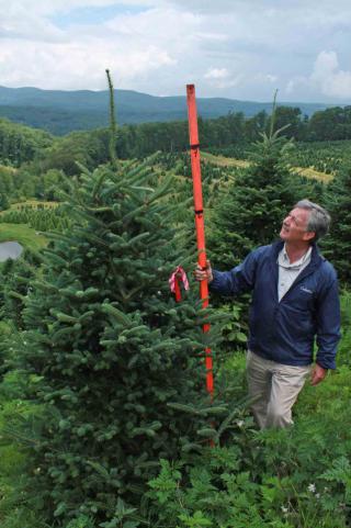 cartner christmas tree farm buy wholesale cartner christmas tree farm buy wholesale