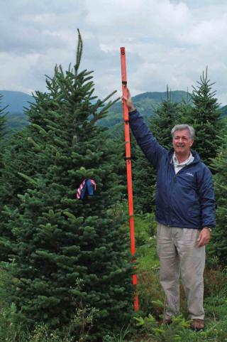 cartner christmas tree farm buy wholesale cartner christmas tree farm buy wholesale
