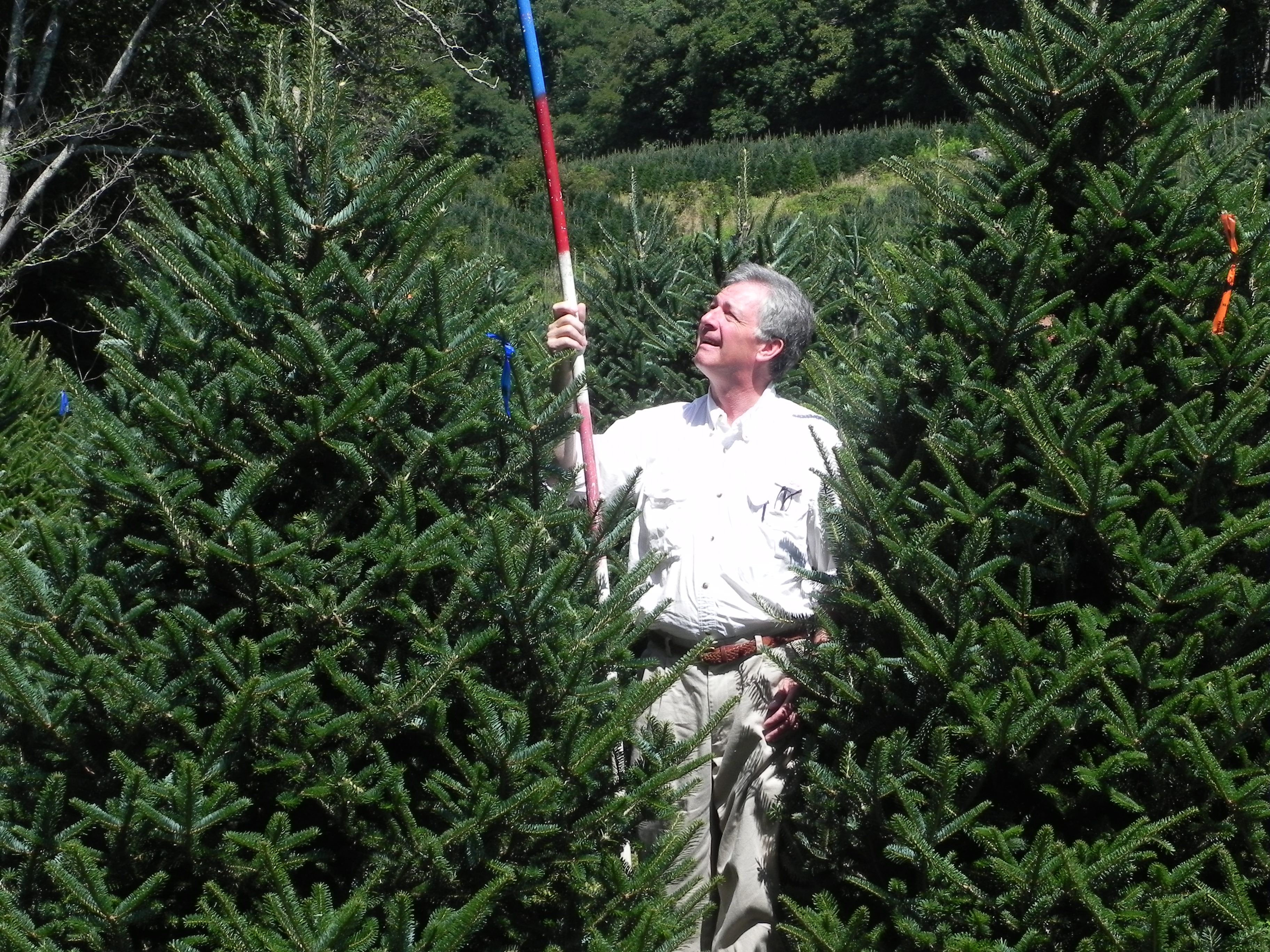 cartner christmas tree farm buy wholesale cartner christmas tree farm buy wholesale