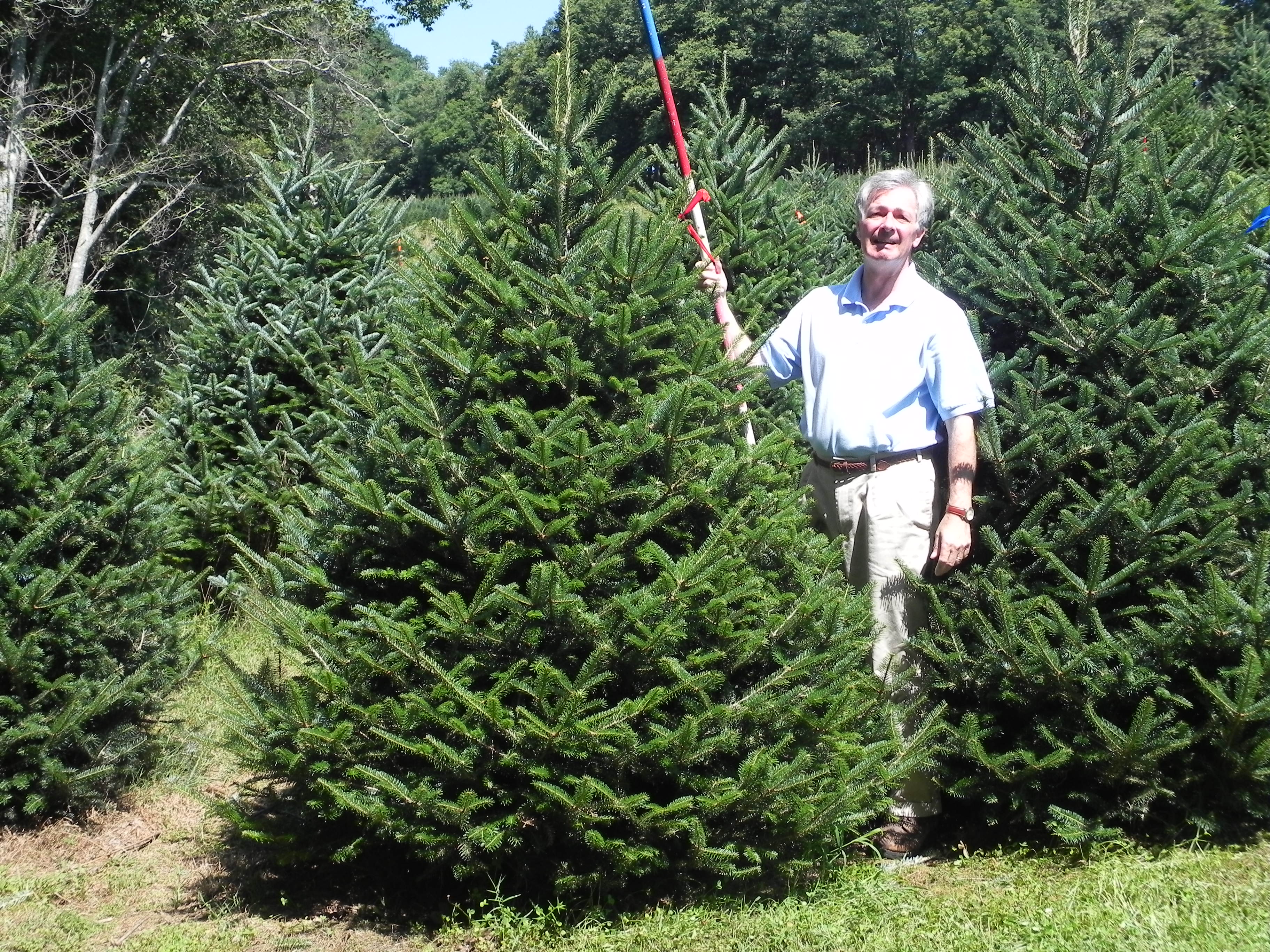 cartner christmas tree farm buy wholesale cartner christmas tree farm buy wholesale