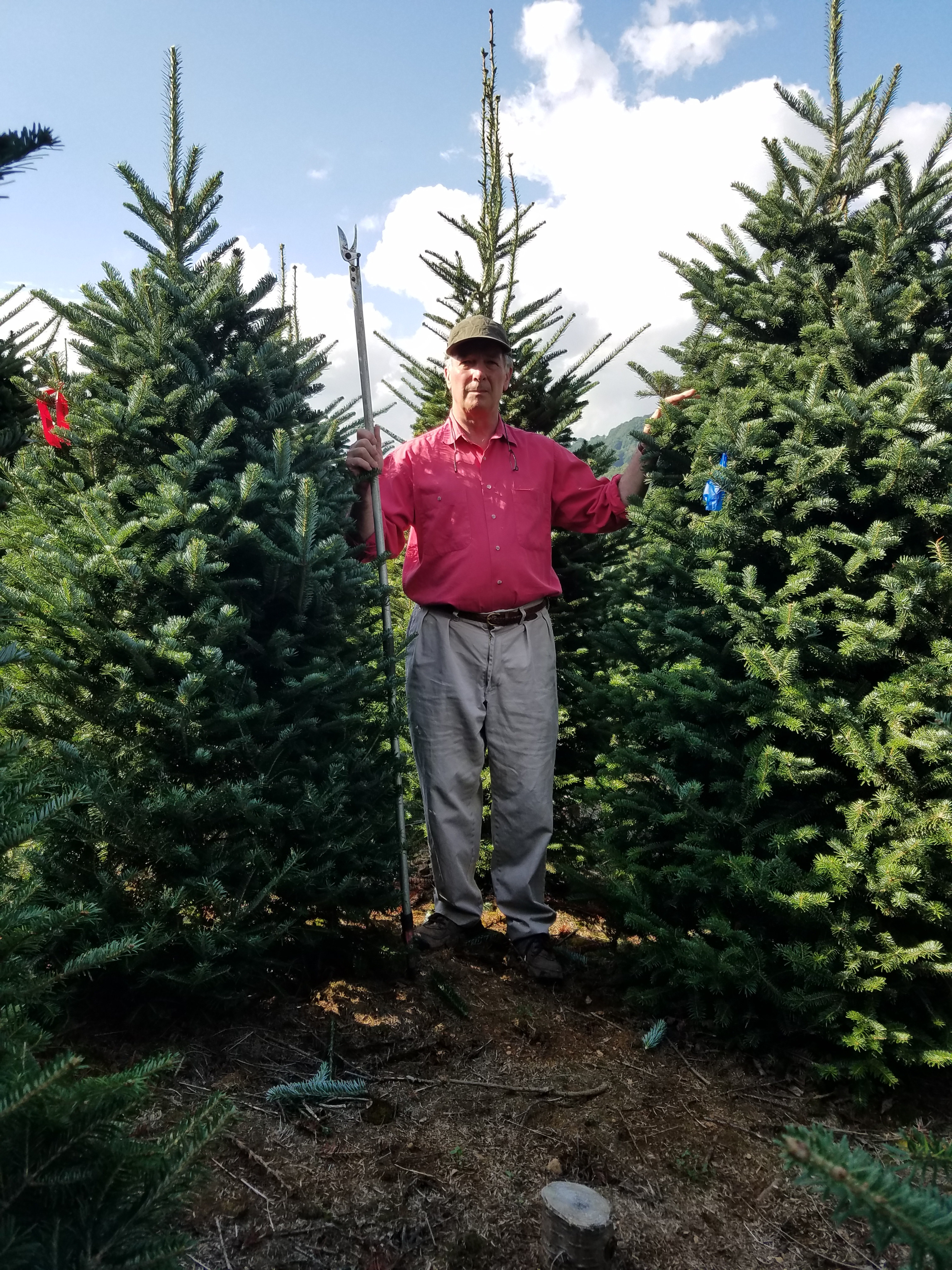 cartner christmas tree farm cartner christmas tree farm