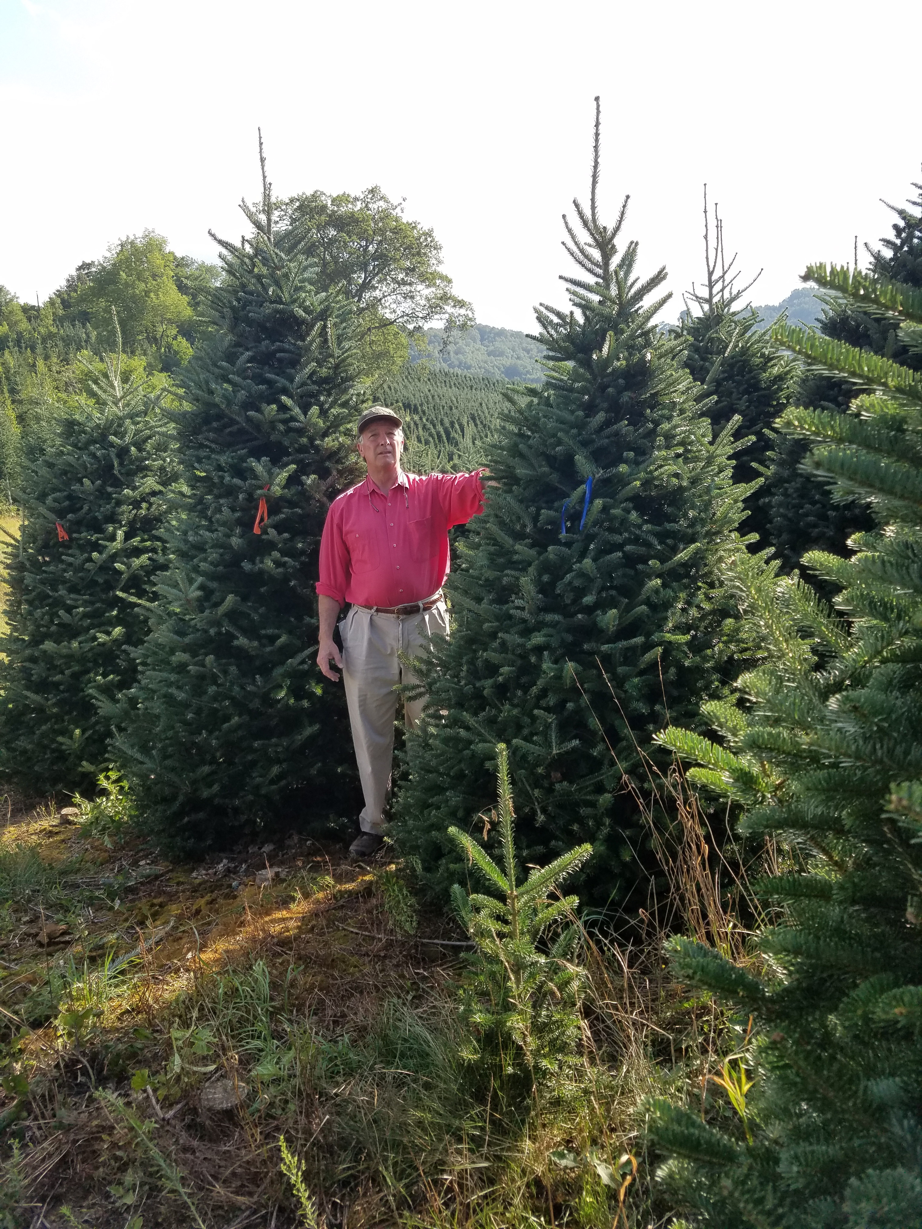 tree farm near me choose and cut christmas tree farms nc tree farm near me choose and cut christmas tree farms nc