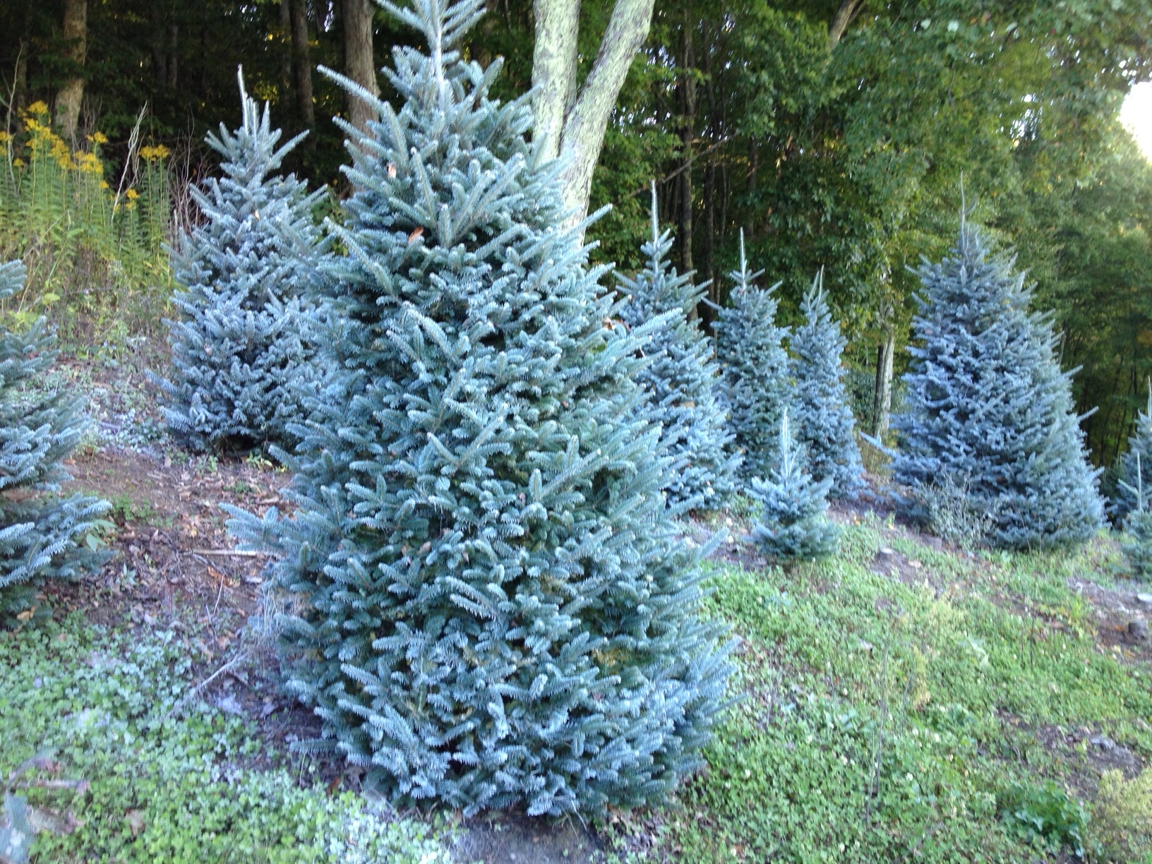 cartner christmas tree farm buy wholesale cartner christmas tree farm buy wholesale